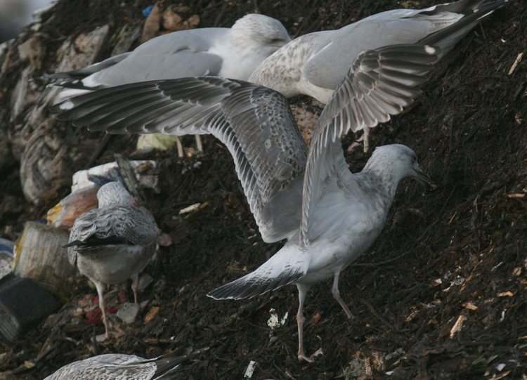 Larus cachinnans