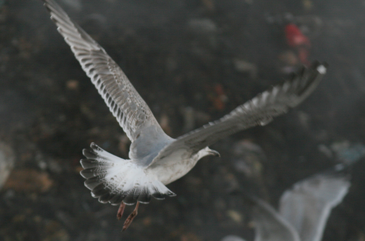 Larus cachinnans