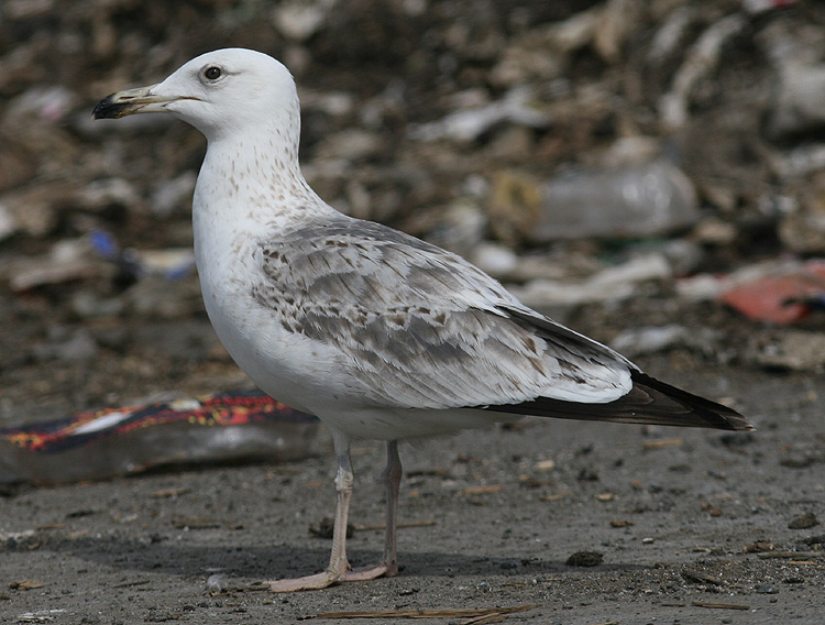 L. (f.) heuglini