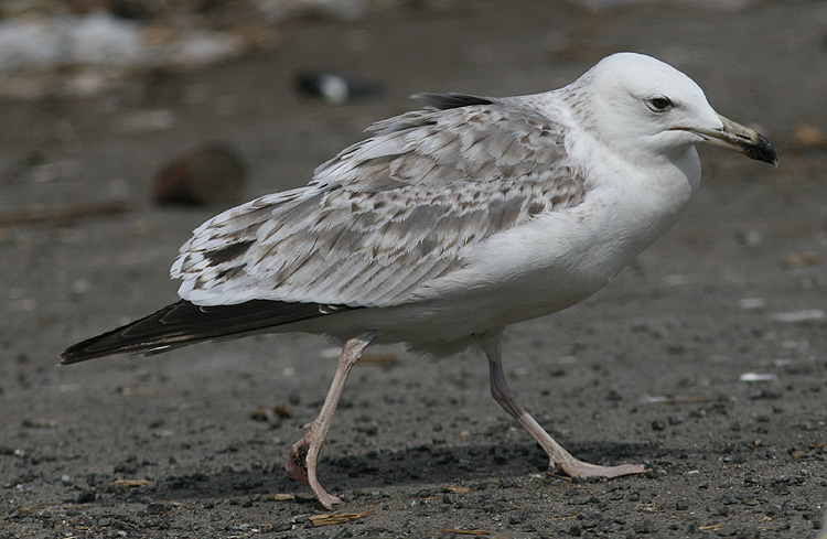 L. (f.) heuglini