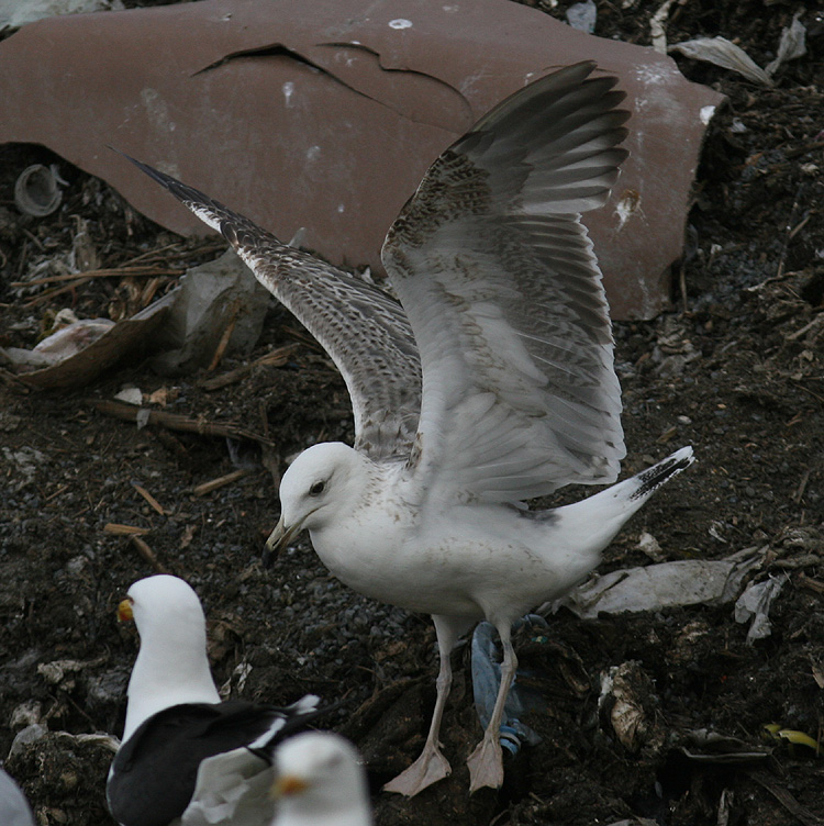 L. (f.) heuglini