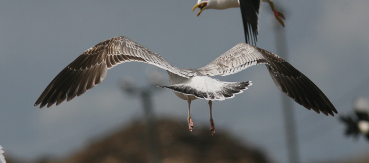 L. (f.) heuglini