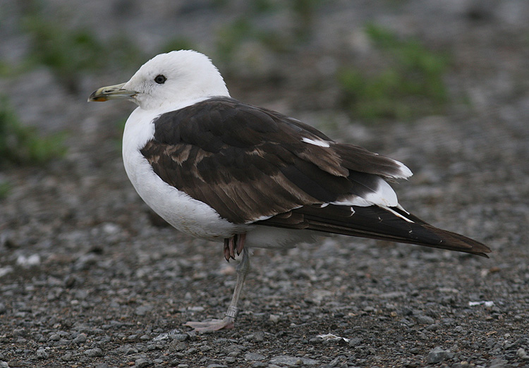 Larus fuscus