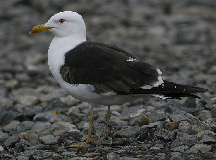 3kv Larus fuscus